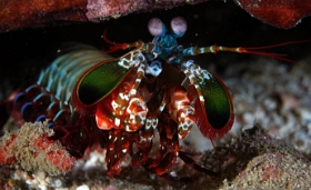 Birmanie - Mergui - 2018 - DSC03016 - Peacock Mantis - Squille multicolore - Odontodactylus scyllarus